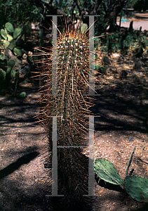 Picture of Echinopsis pasacana 