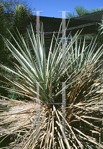 Picture of Yucca baccata 