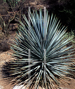 Picture of Yucca rigida 