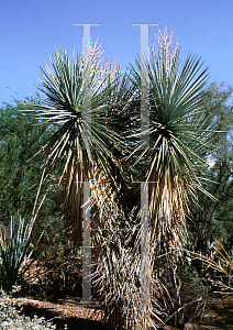 Picture of Yucca rigida 