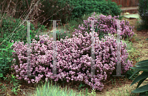 Picture of Thymus praecox 'Porlock'