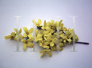Picture of Forsythia x 'Courtalyn (Week End)'