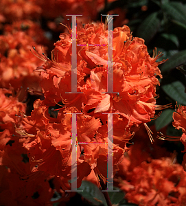 Picture of Rhododendron maximum 'Mandrin Lights'