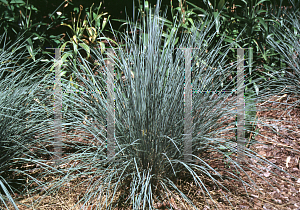 Picture of Helictotrichon sempervirens 