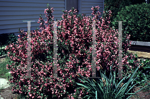 Picture of Weigela florida 'Java Red'