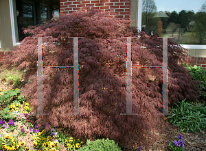 Picture of Acer palmatum (Dissectum Group) 'Crimson Queen'