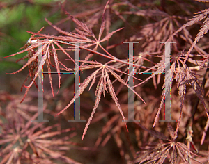 Picture of Acer palmatum (Dissectum Group) 'Tamuke yama'