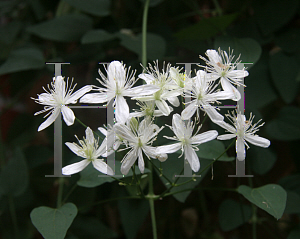 Picture of Clematis armandii 