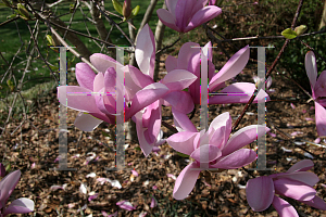 Picture of Magnolia x 'Jane'