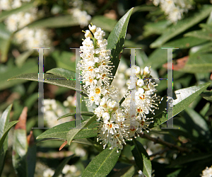 Picture of Prunus laurocerasus 'Otto Luyken'