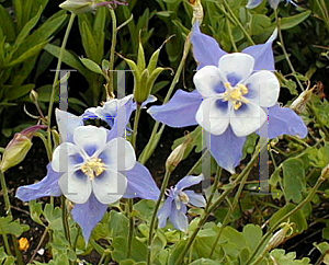 Picture of Aquilegia x hybrida 'Blue Shades'