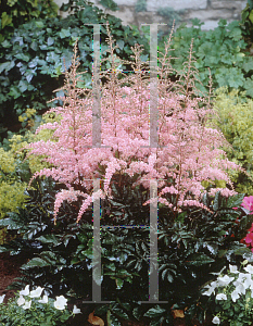 Picture of Astilbe x arendsii 'Flamingo'
