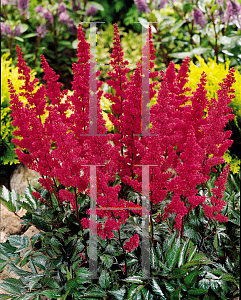 Picture of Astilbe japonica 'Montgomery'