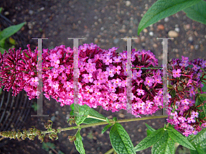 Picture of Buddleia davidii 'Attraction'