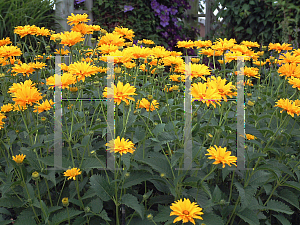 Picture of Heliopsis helianthoides 'Ballerina'