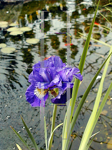 Picture of Iris sibirica 'Over in Gloryland'
