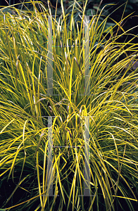 Picture of Carex elata 'Bowles Golden'
