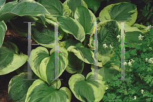 Picture of Hosta  'Carnival'
