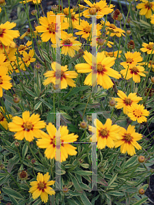 Picture of Coreopsis  'Tequila Sunrise'