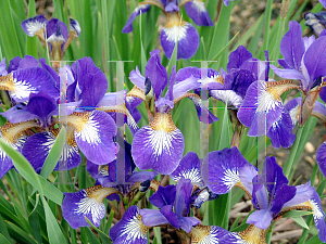 Picture of Iris sibirica 'Ottawa'