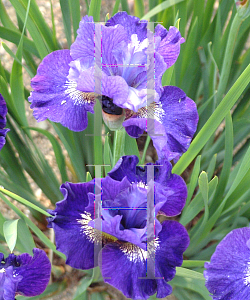 Picture of Iris sibirica 'Over in Gloryland'
