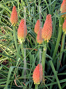 Picture of Kniphofia uvaria 'Early Hybrids'