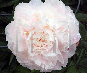 Picture of Paeonia  'White'