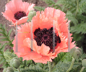 Picture of Papaver orientale 'Pink Ruffles'