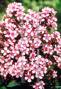 Picture of Phlox paniculata 'Miss Elie'