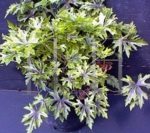 Picture of Tiarella  'Butterfly Wings'