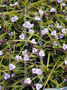 Picture of Tradescantia x andersoniana 'Bilberry Ice'