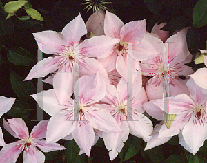 Picture of Clematis  'Pink Fantasy'