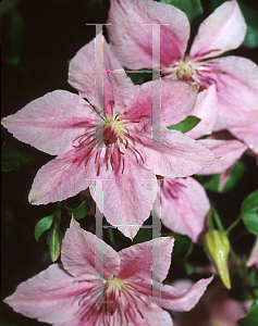 Picture of Clematis  'Pink Fantasy'