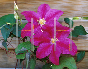 Picture of Clematis  'Sunset'