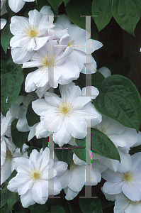 Picture of Clematis  'Mme Le Coultre'