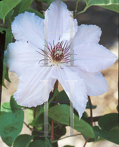 Picture of Clematis  'Snow Queen'