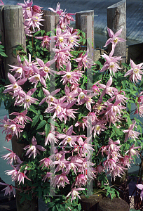 Picture of Clematis macropetala 'Markham's Pink'