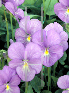 Picture of Viola cornuta 'Jupiter'