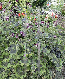 Picture of Geranium phaeum 'Samobor'