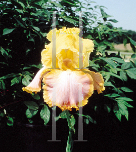 Picture of Iris germanica 'Enchanted One'