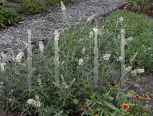 Picture of Buddleia davidii 'Silver Frost'