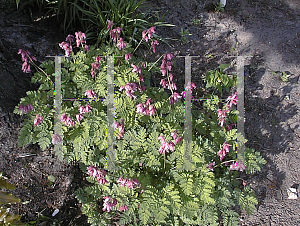 Picture of Dicentra  'Zestful'