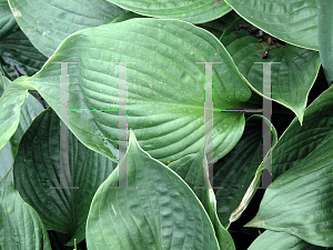 Picture of Hosta  'Second Wind'
