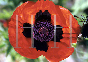 Picture of Papaver orientale 'Beauty of Livermore'