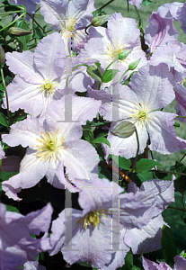 Picture of Clematis  'Blue Angel (Blekitny Aniol)'