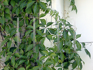 Picture of Parthenocissus quinquefolia 'Engelmannii'