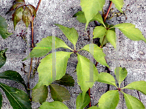 Picture of Parthenocissus quinquefolia 'Engelmannii'