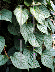 Picture of Schizophragma hydrangeoides 'Moonlight'