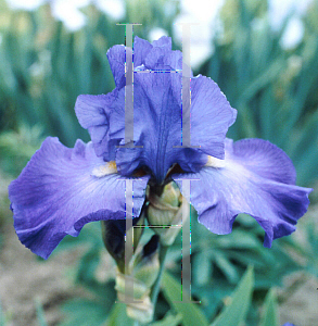 Picture of Iris germanica 'Feed Back'