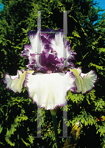 Picture of Iris germanica 'Rare Treat'
